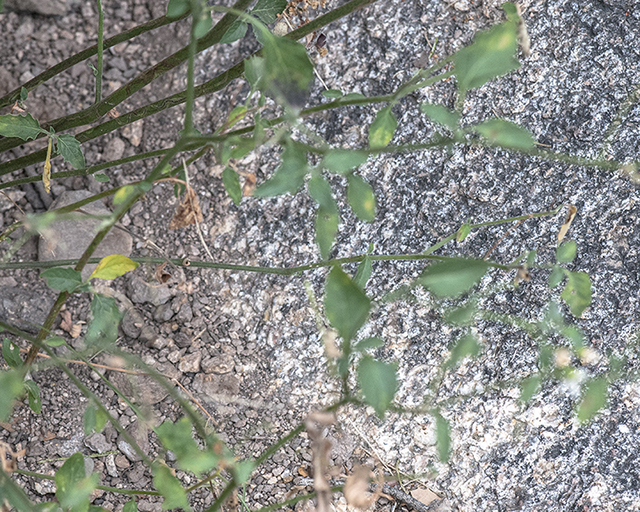 Douglas Nightshade Plant