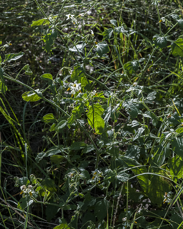 Douglas Nightshade Plant