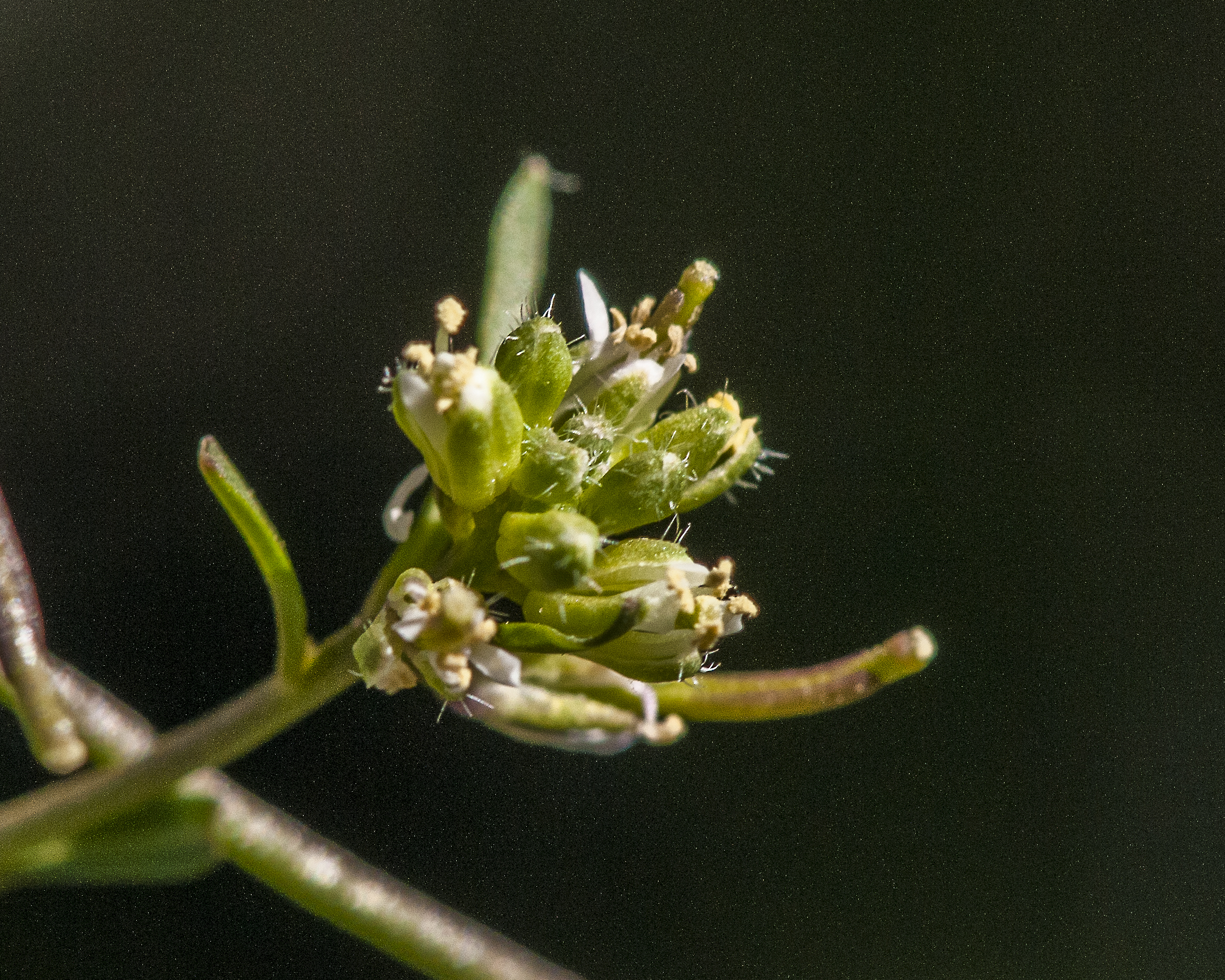 Droop-pod Mustard Flower