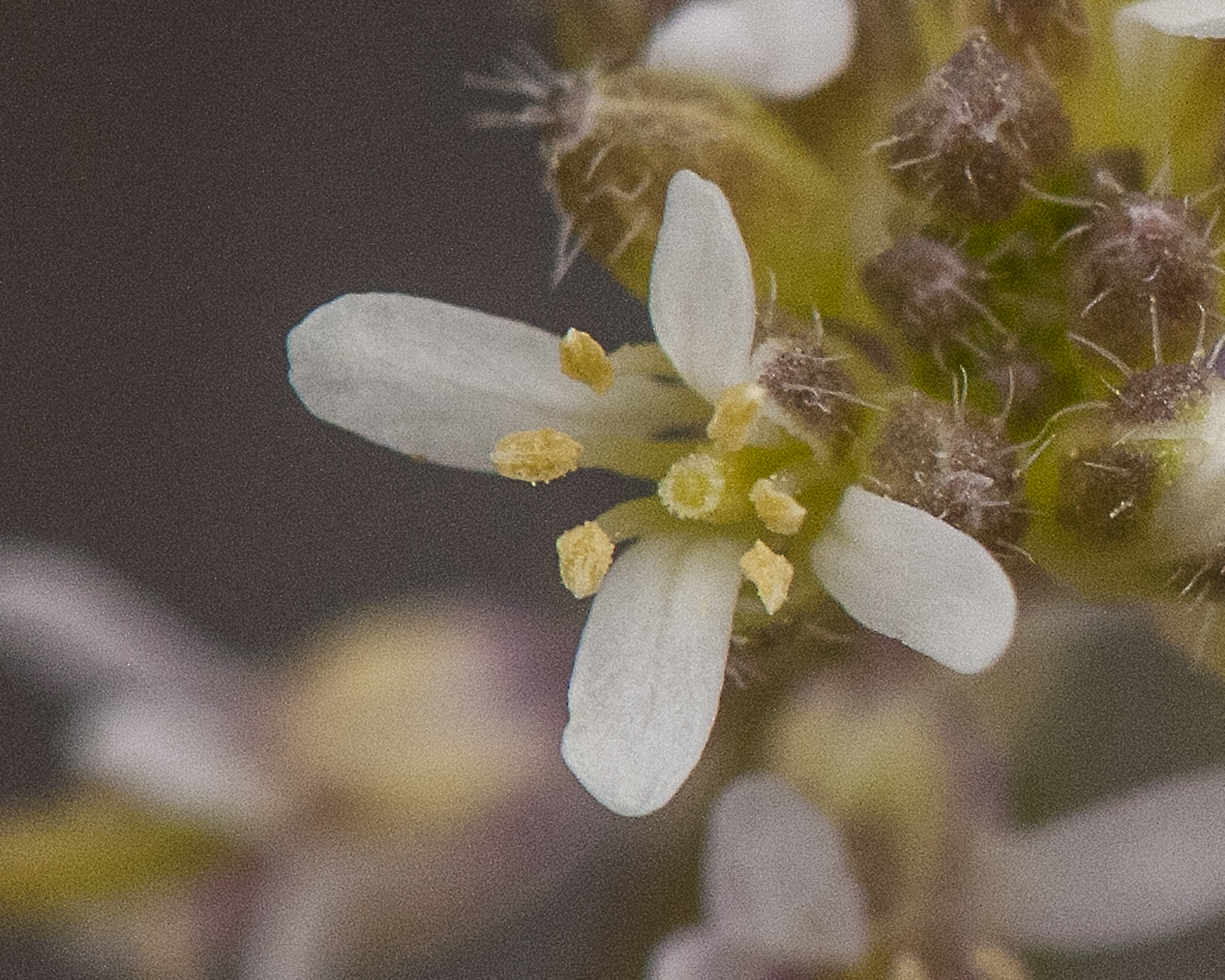 Droop-pod Mustard Flower
