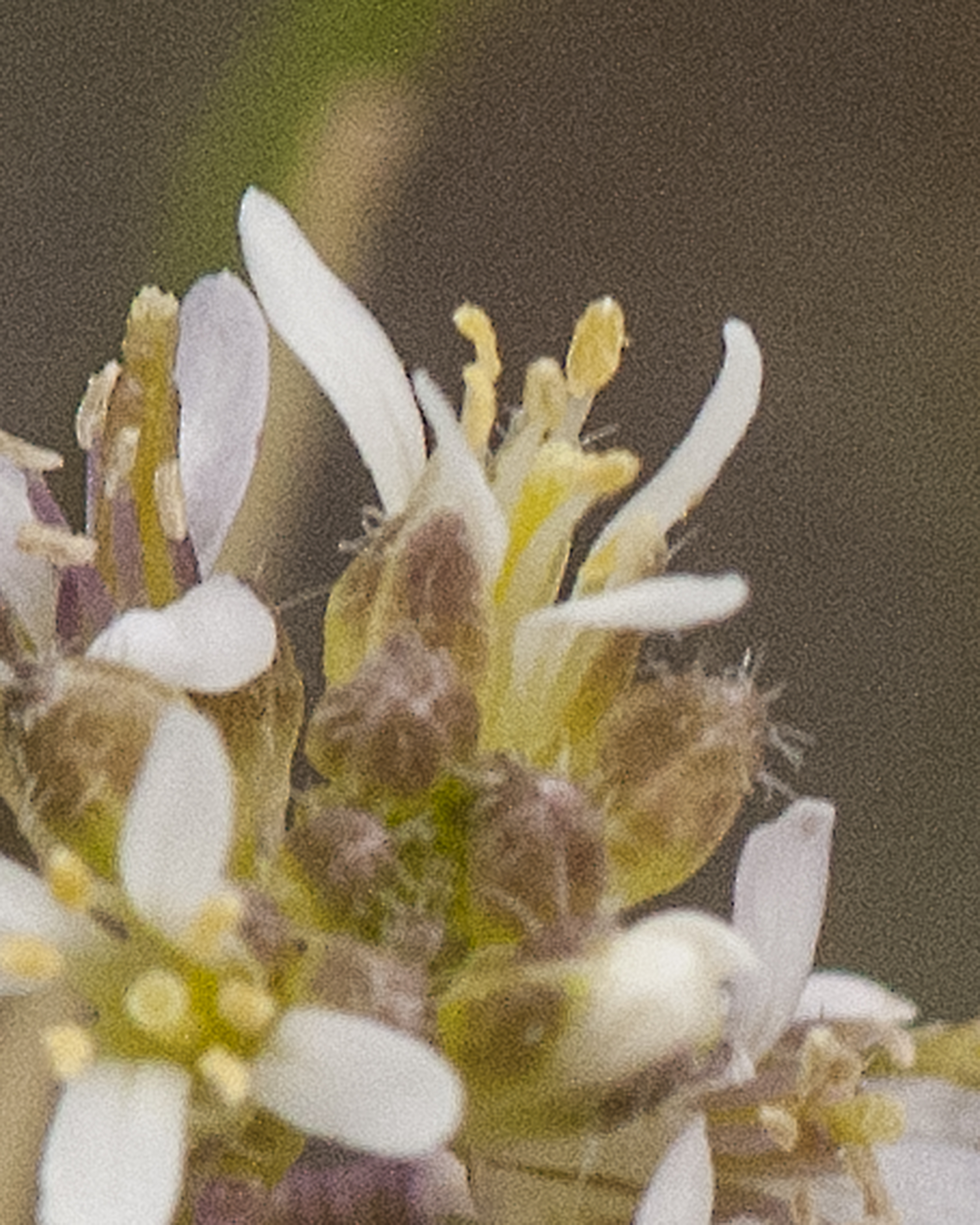Droop-pod Mustard Flower