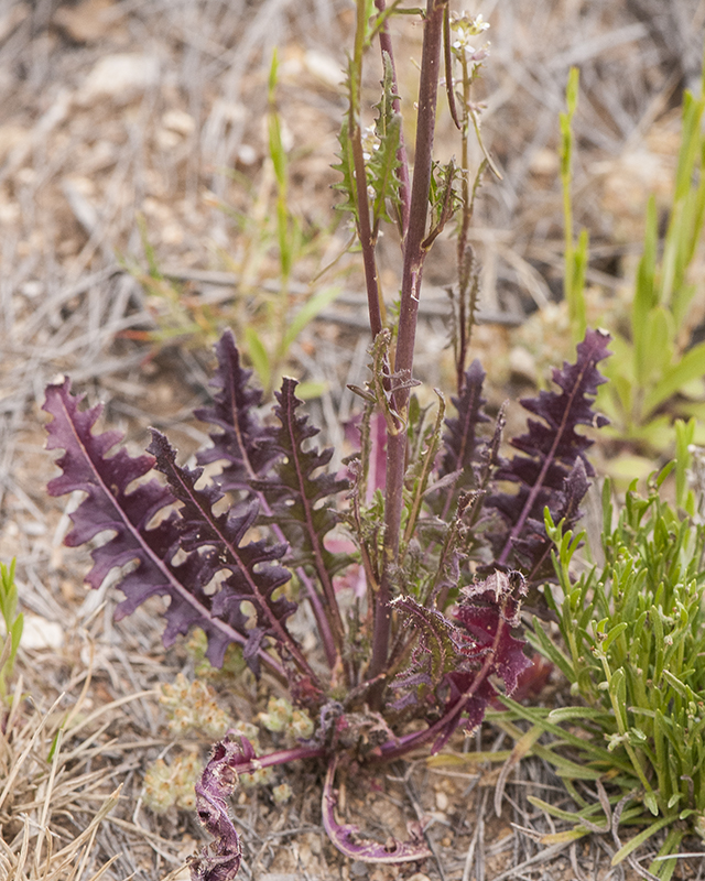 Droop-pod Mustard Leaves