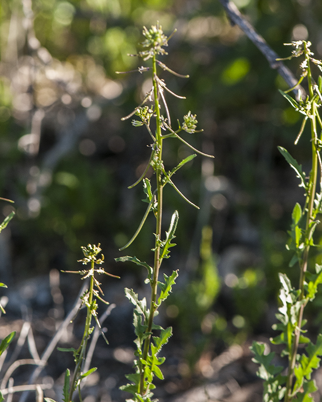 Droop-pod Mustard Stem