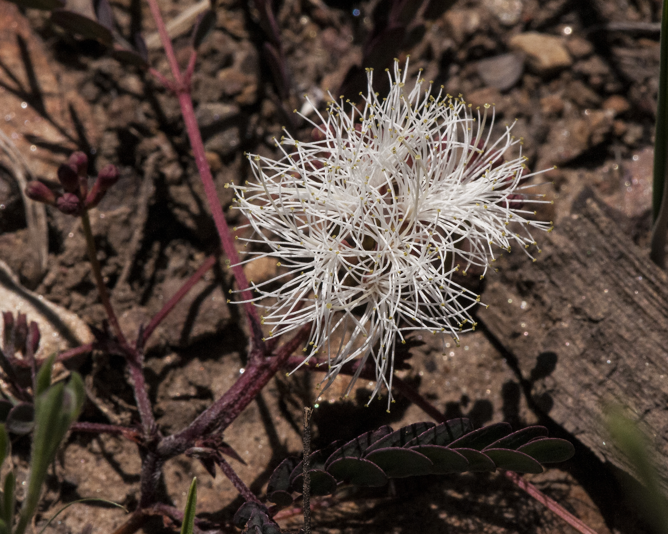 Dwarf Stickpea Flower