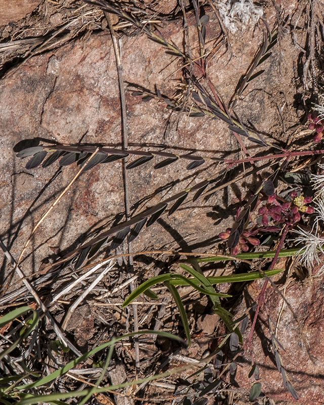 Dwarf Stickpea Leaves