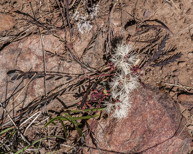 Dwarf Stickpea Plant