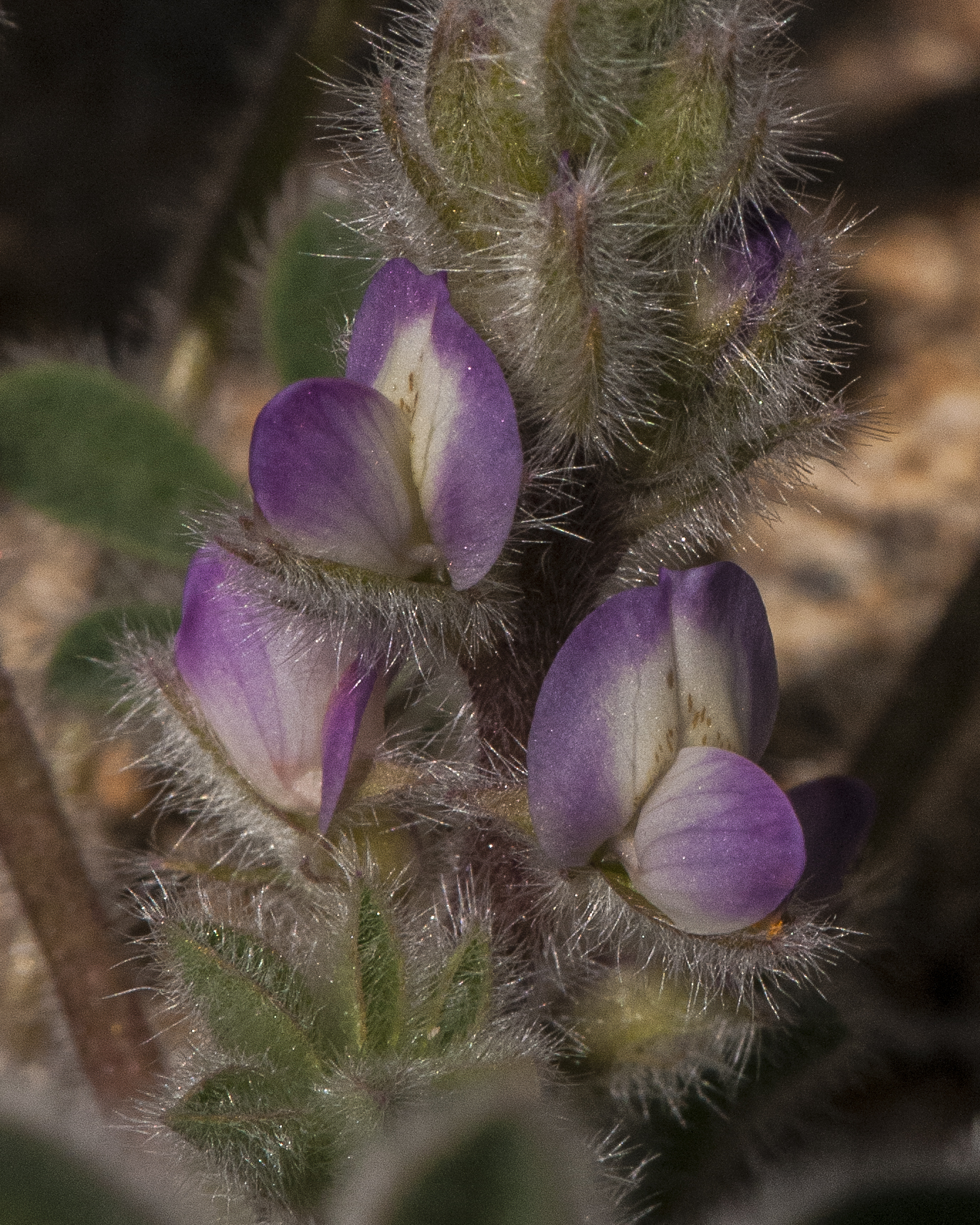 Elegant Lupine Flower