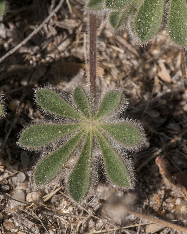 Elegant Lupine Leaves