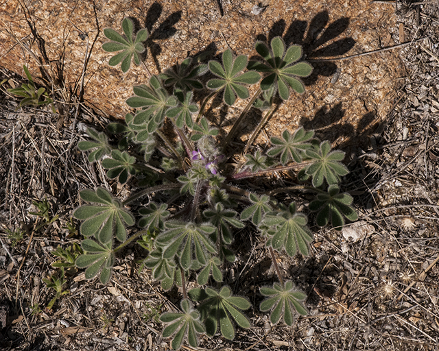Elegant Lupine Plant