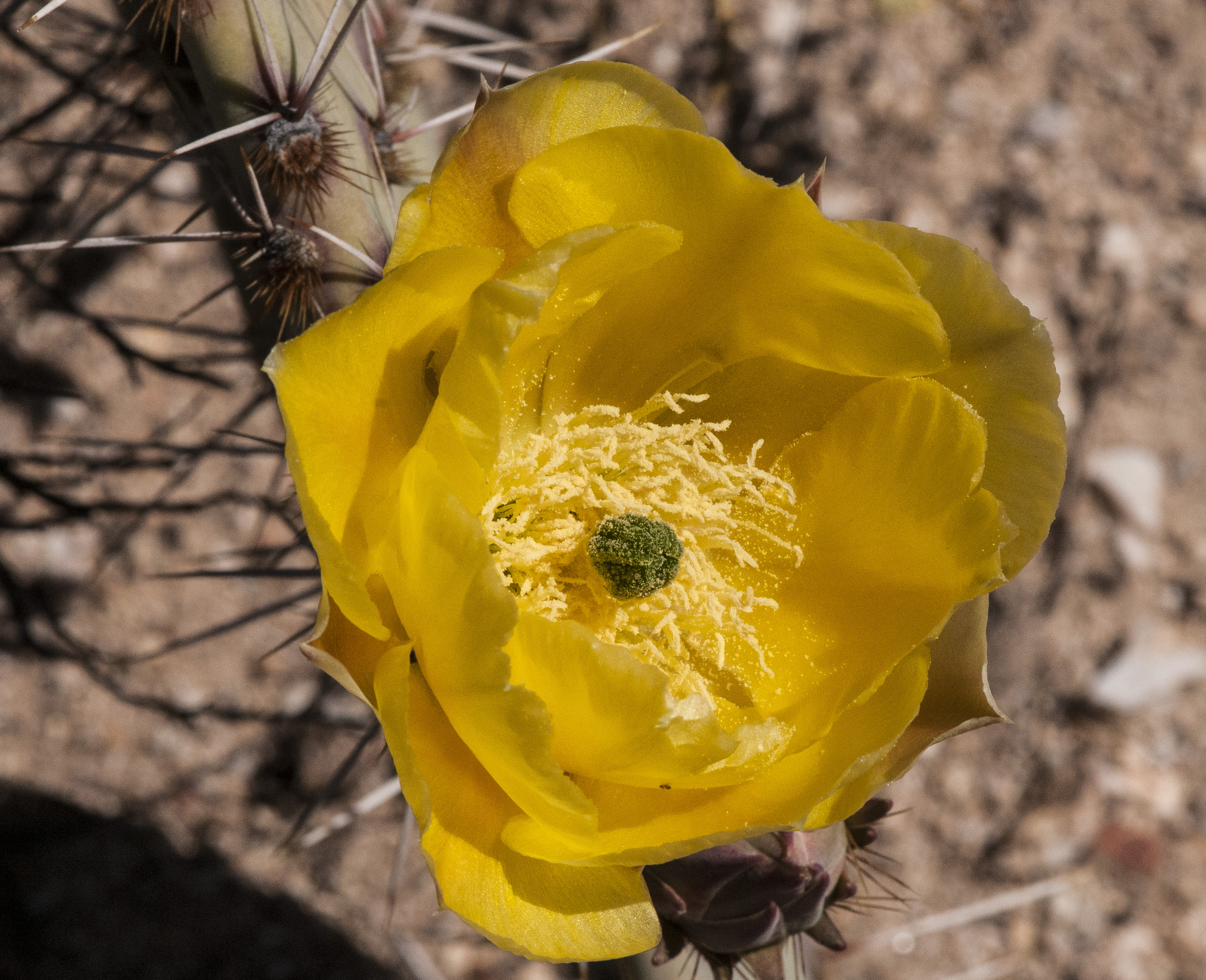 Engelmann's Pricklypear Flower