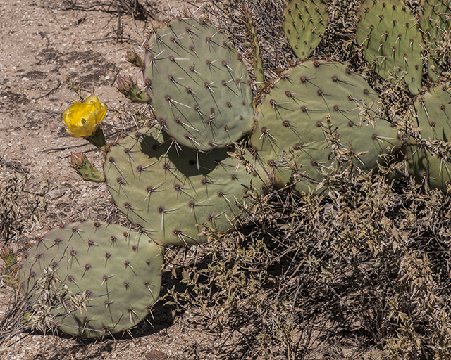 Engelmann's Pricklypear Plant