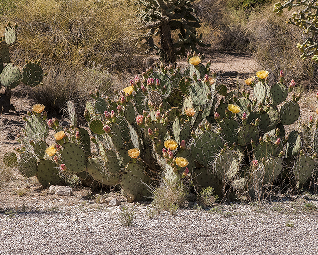 Engelmann's Pricklypear Plant