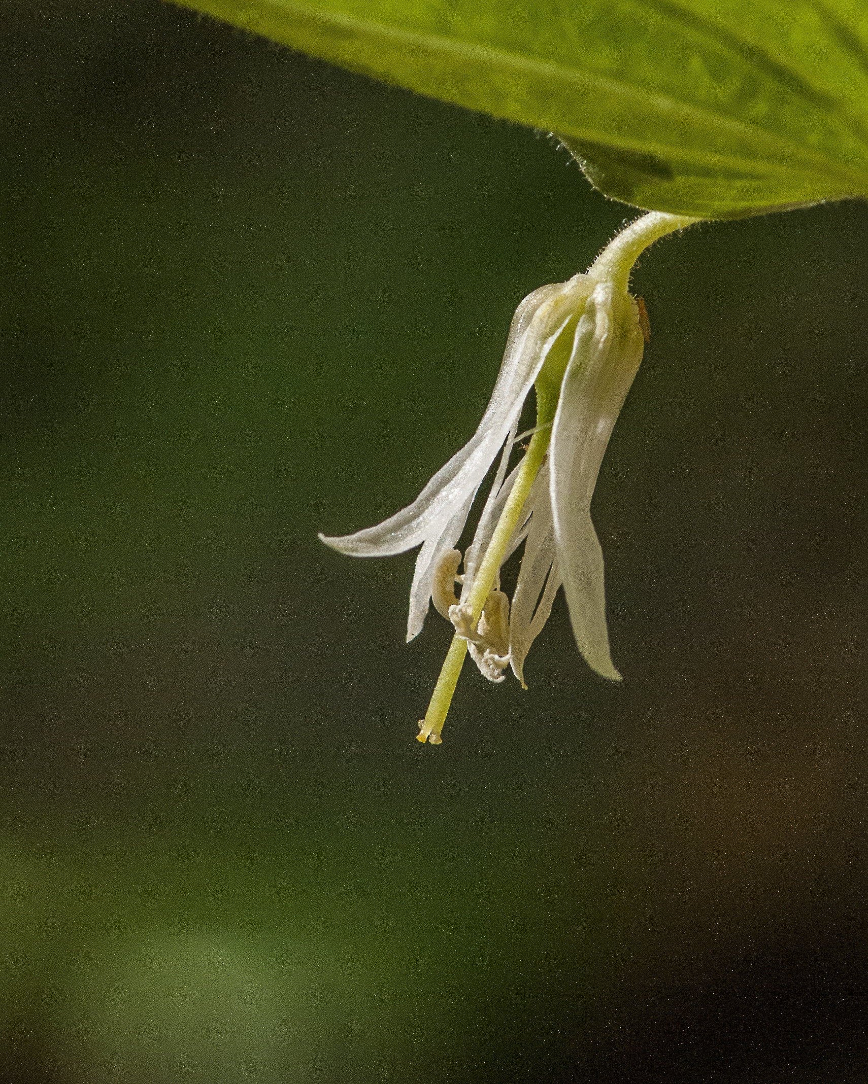 Fairy Bells Flower