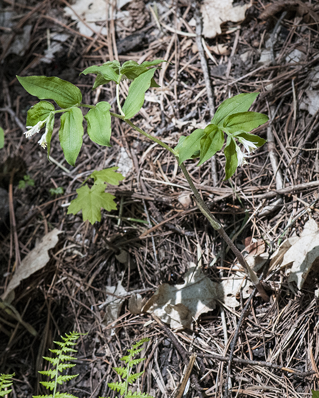 Fairy Bells Plant