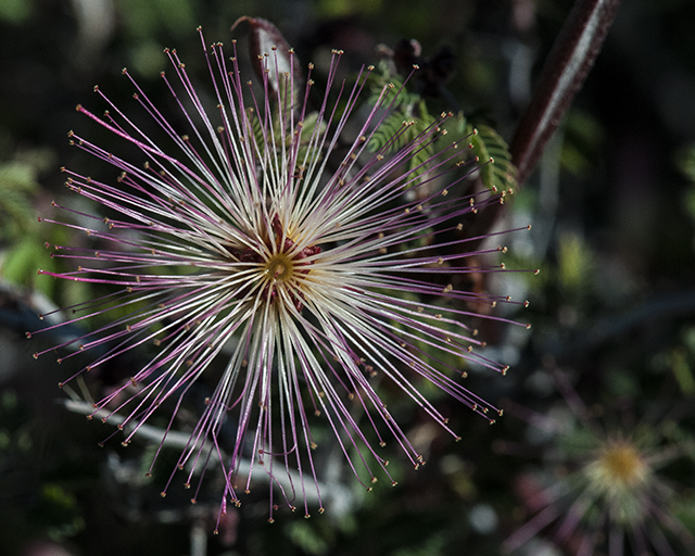Fairy Duster Flower