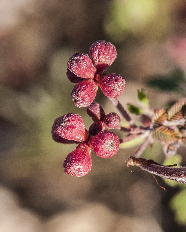 Fairy Duster Buds