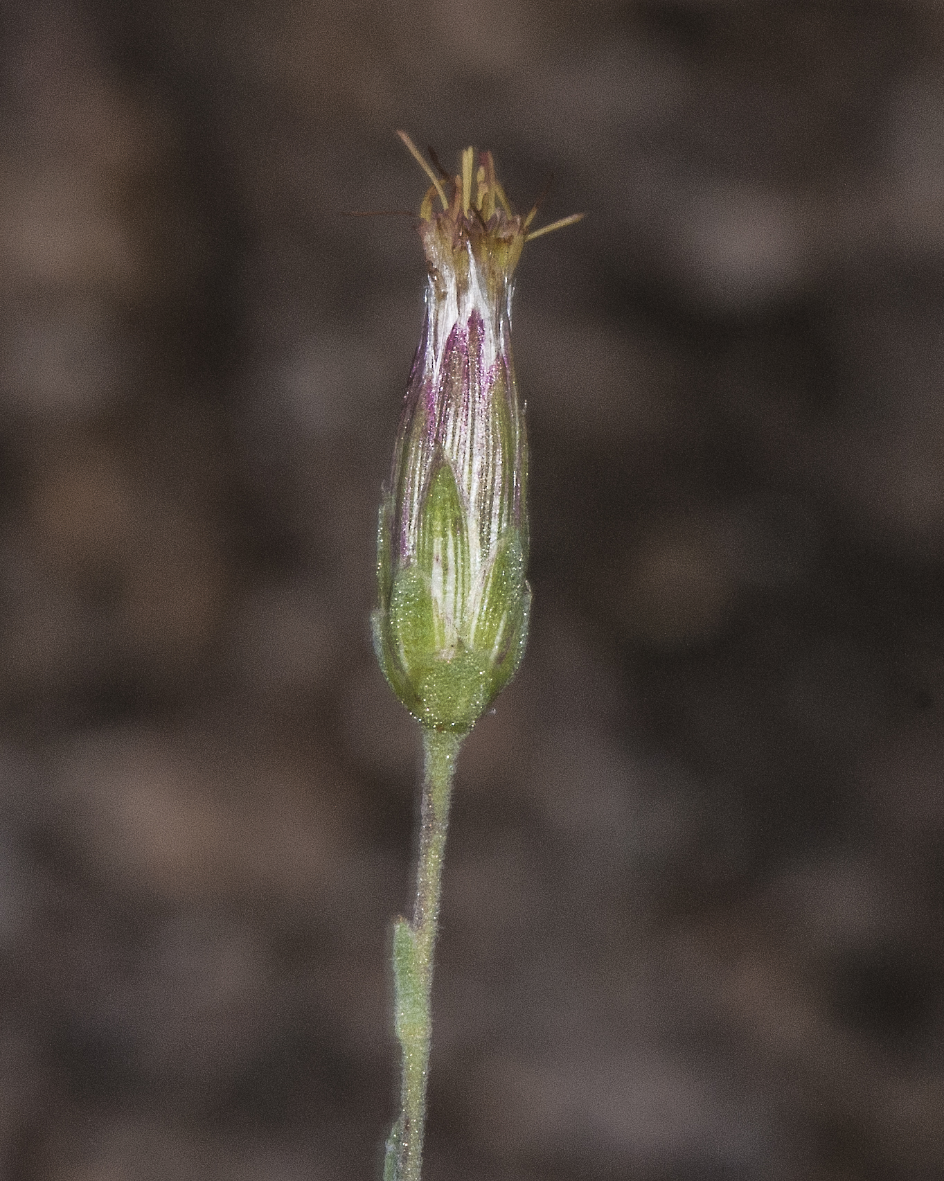 False Boneset Flower