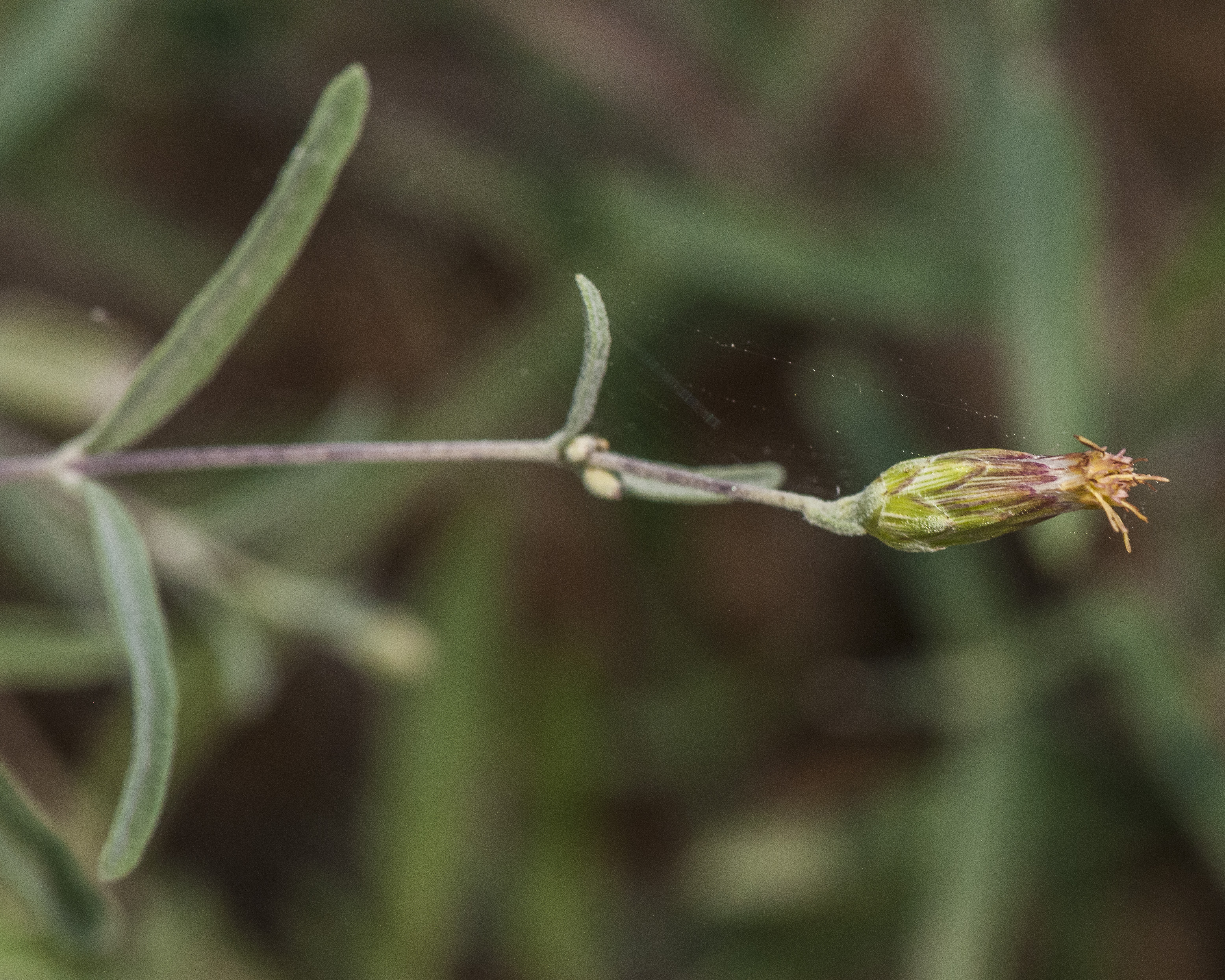 False Boneset Flower