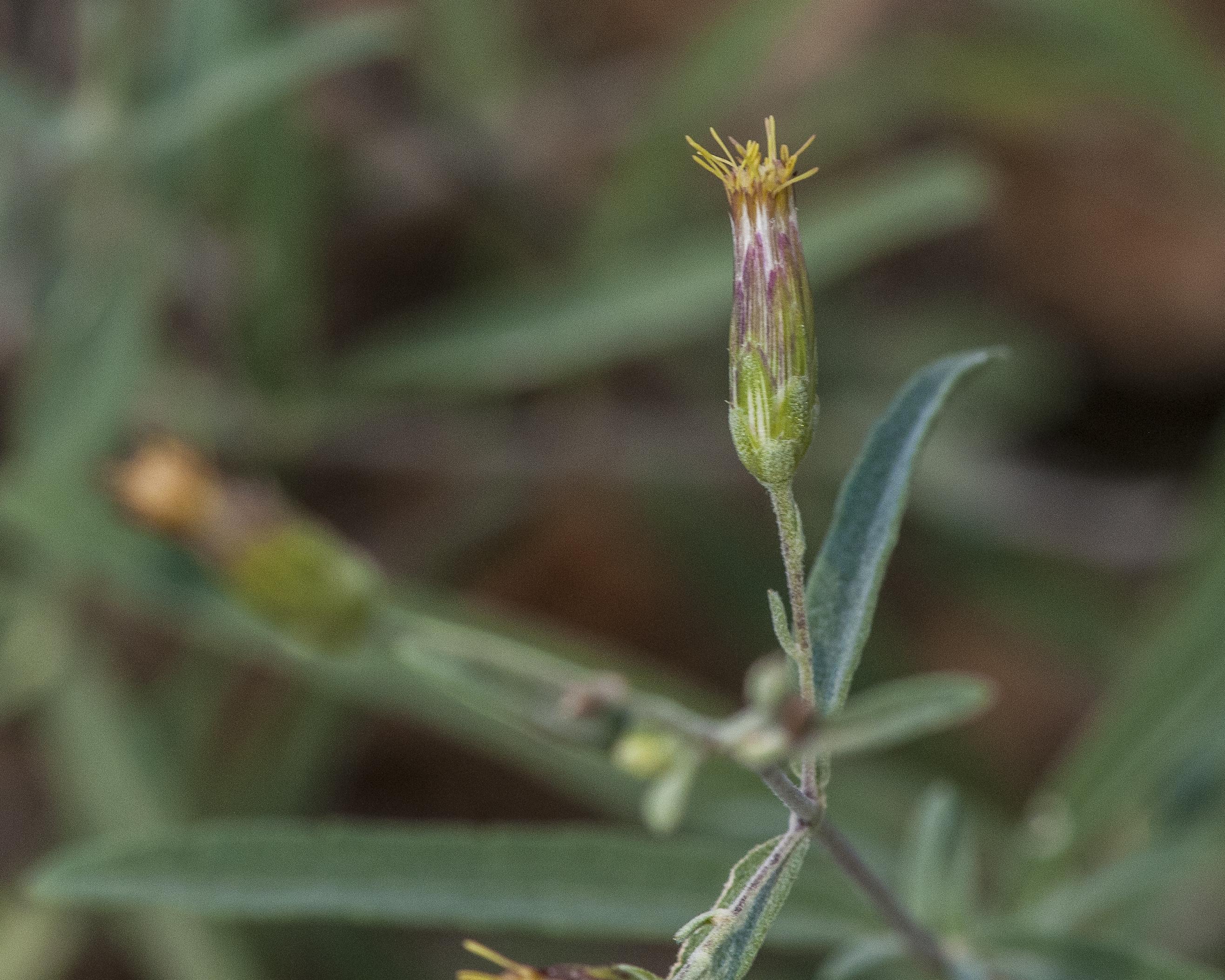 False Boneset Flower