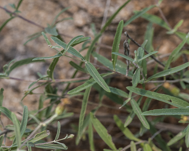False Boneset Leaves