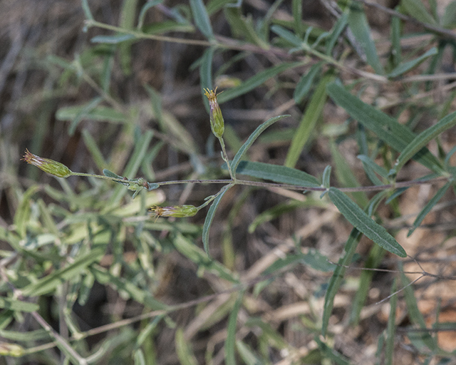 False Boneset Stem