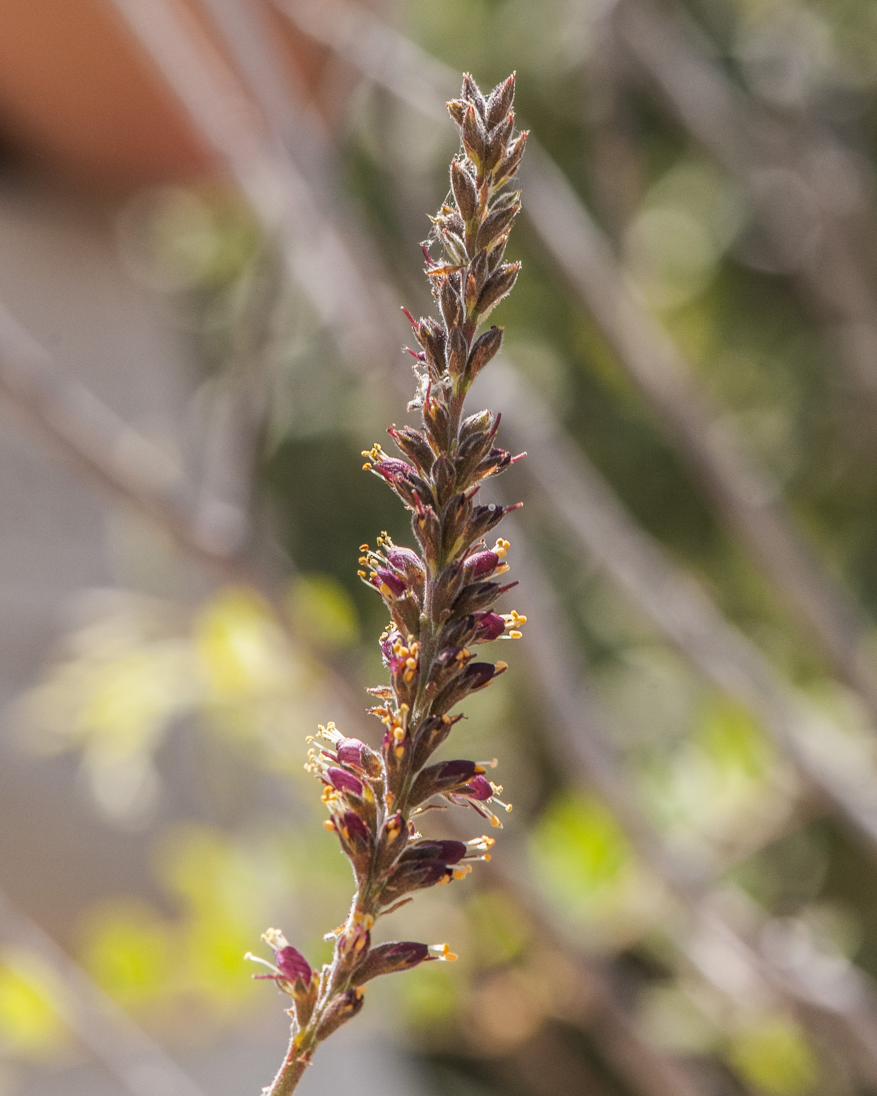 False Indigobush Flower