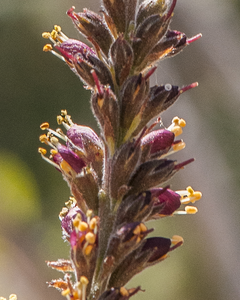 False Indigobush Flower