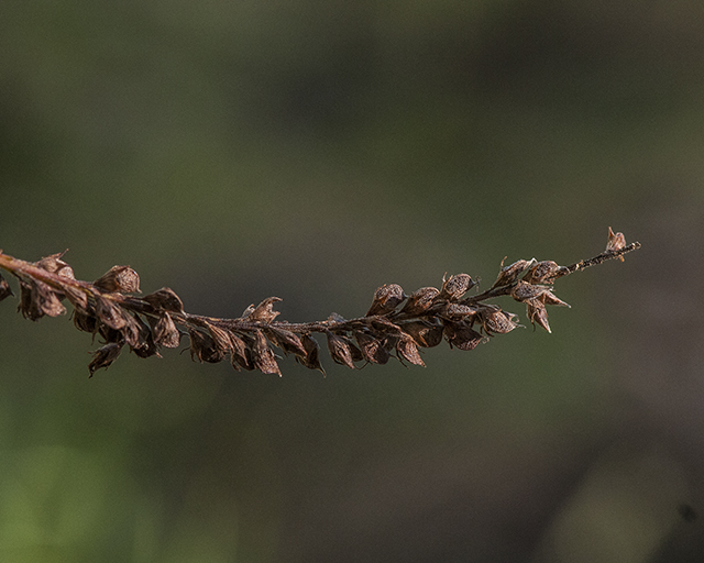 False Indigobush Fruit