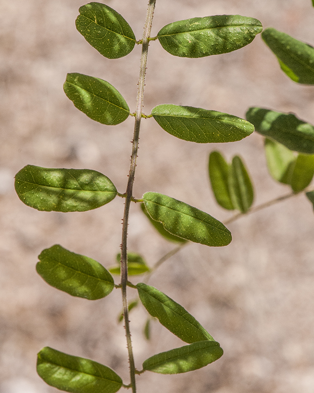 False Indigobush Leaves