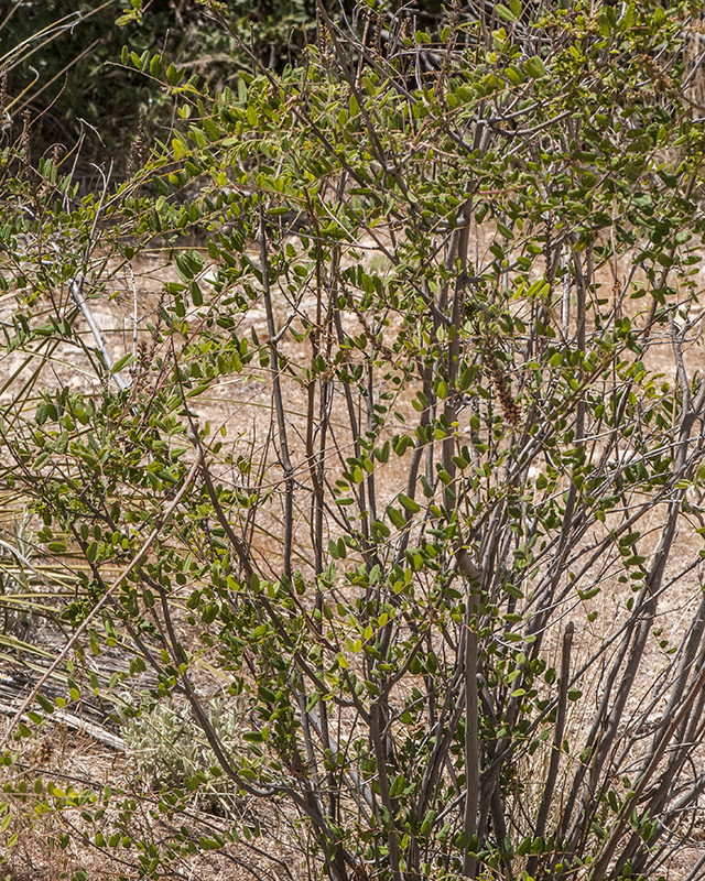 False Indigobush Plant