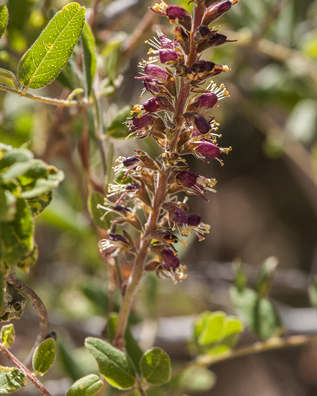 False Indigobush Stem