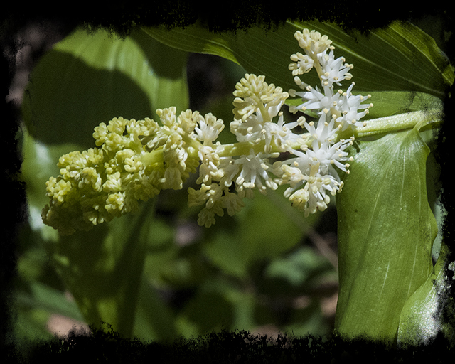 False Solomon's Seal Flower