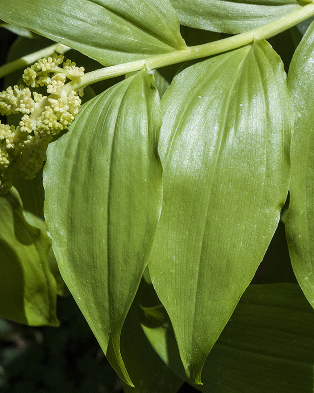 False Solomon's Seal Leaves