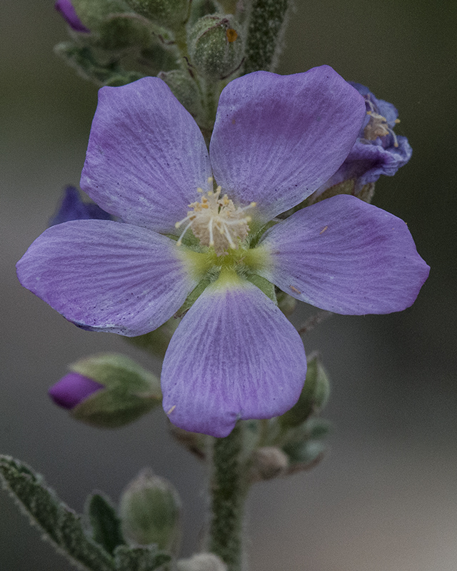 Fendler's Globemallow Flower