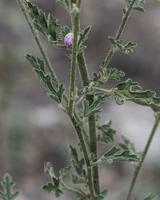Fendler's Globemallow Leaves