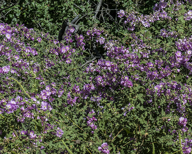 Fendler's Globemallow Plant