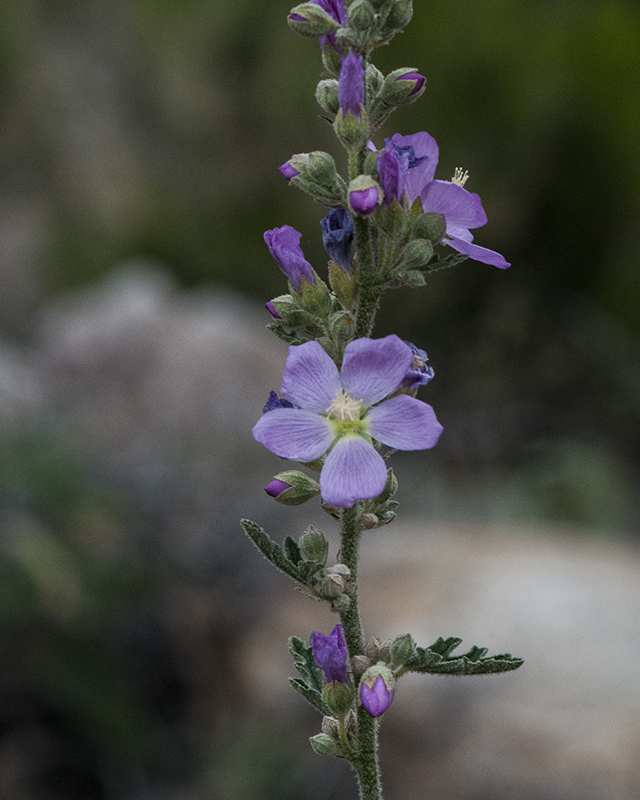Fendler's Globemallow Stem
