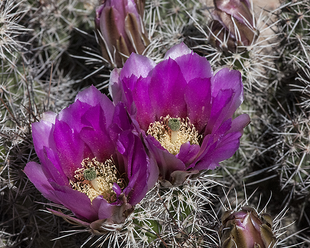 Fendler's Hedgehog Cactus Flower