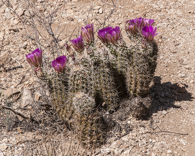 Fendler's Hedgehog Cactus Plant