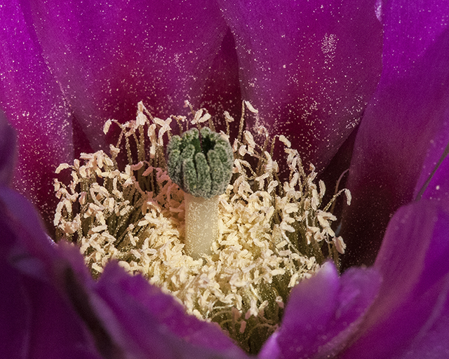 Fendler's Hedgehog Cactus Closeup