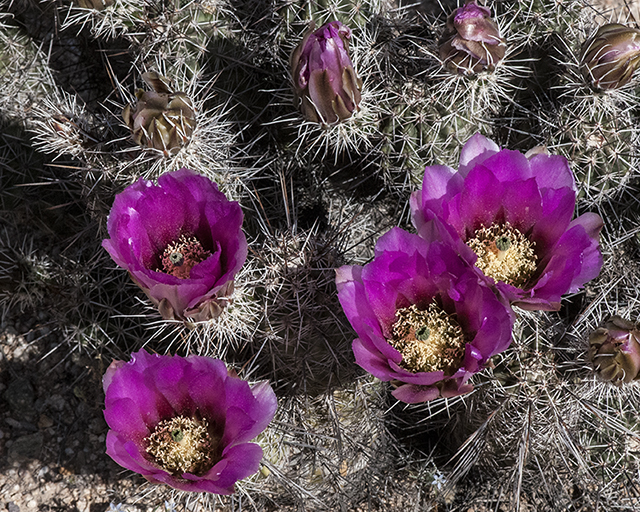 Fendler's Hedgehog Cactus Plant