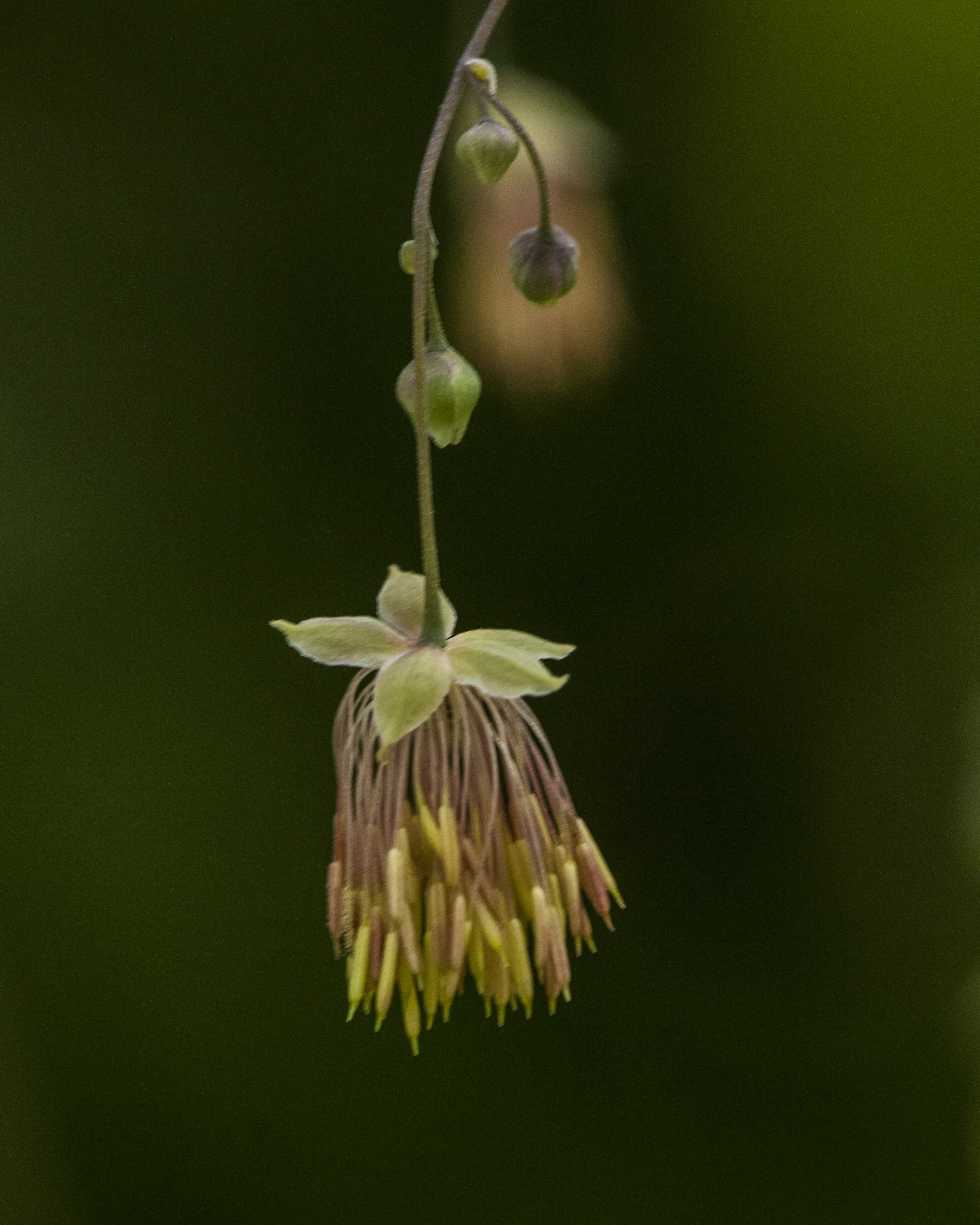 Fendler's Meadowrue Flower