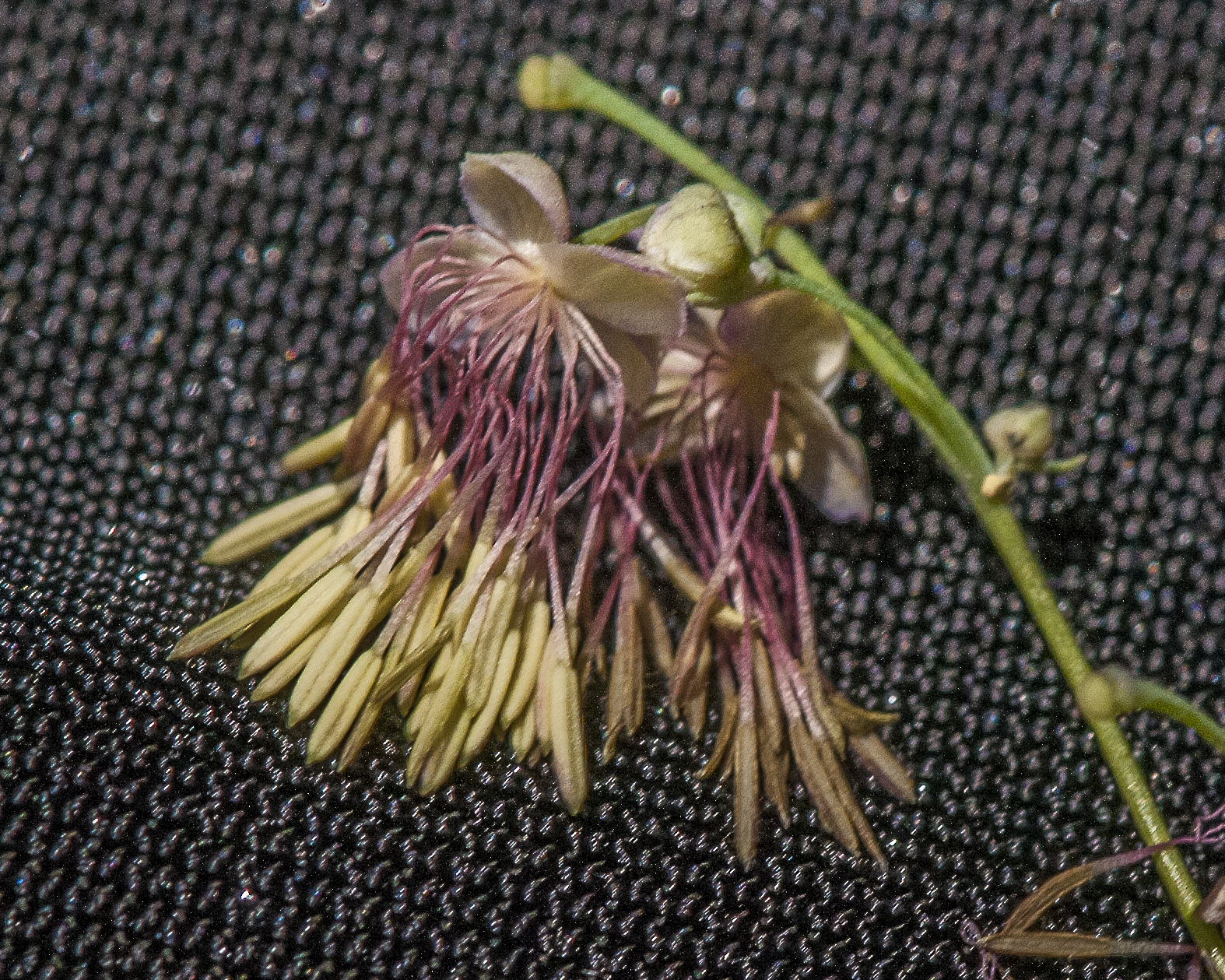Fendler's Meadowrue Flower
