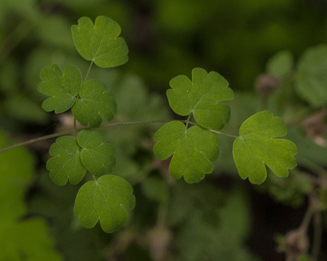 Fendler's Meadowrue Leaves