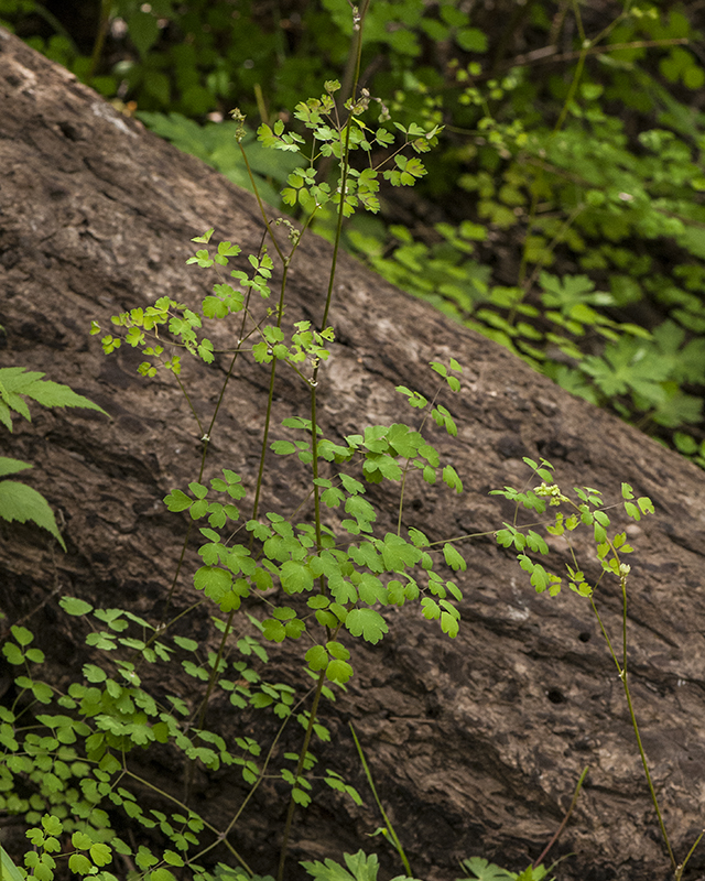 Fendler's Meadowrue Plant