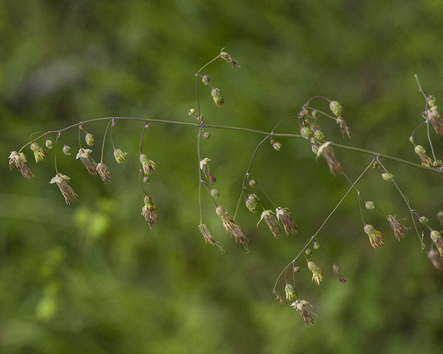 Fendler's Meadowrue Stem