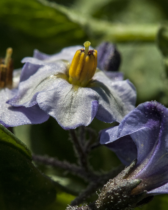 Fendler's Nightshade Flower