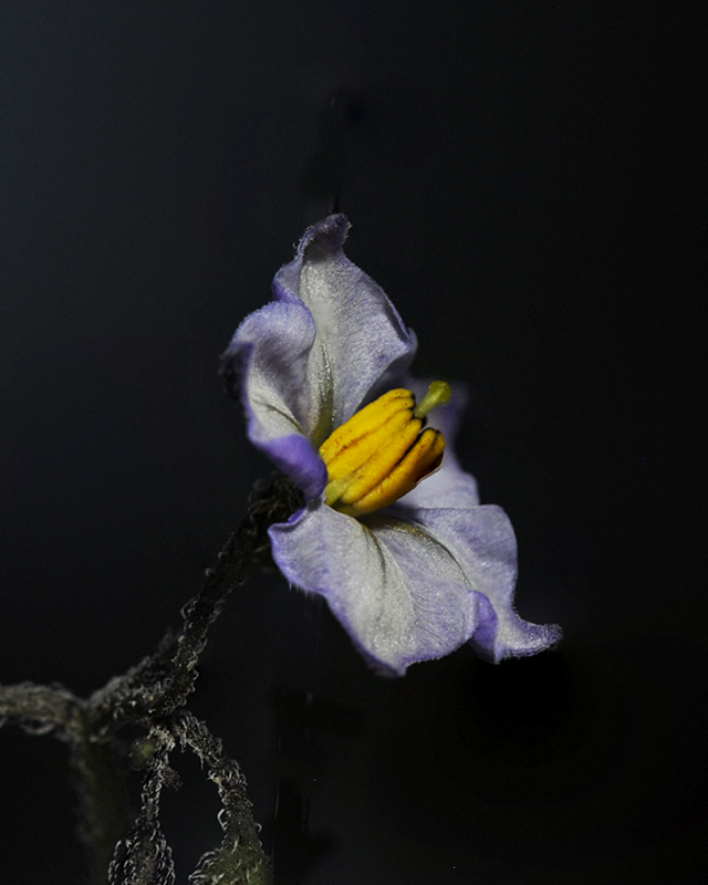 Fendler's Nightshade Flower