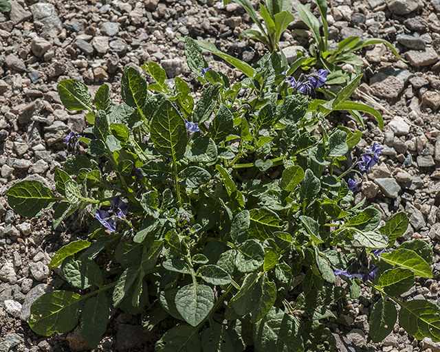 Fendler's Nightshade Plant