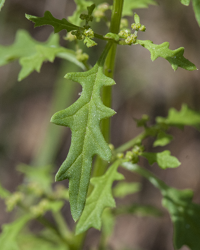 Fetid Goosefoot Leaves